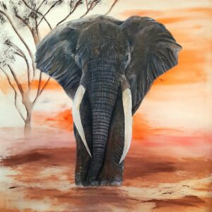 African Elephant
