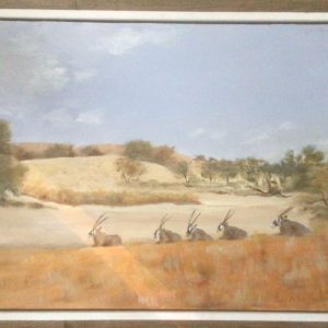 Gemsbok Kgalagadi