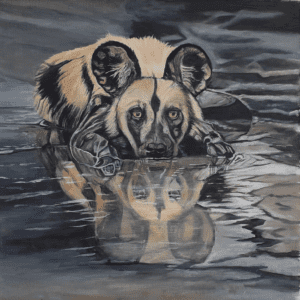 Cooling Down Wild Dog