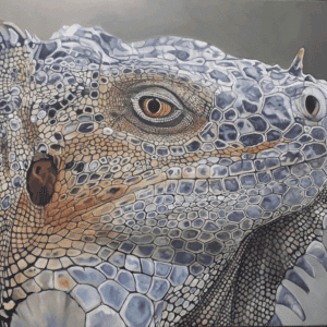 Iguana