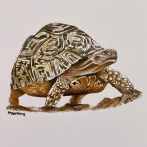 Leopard Tortoise