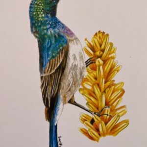 White-belied Sunbird