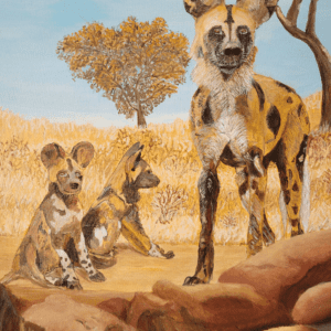 African Wild Dog
