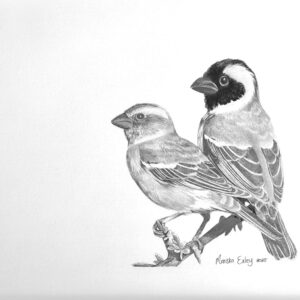 Two Sparrows For A Penny