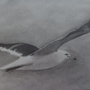 Soaring Gull
