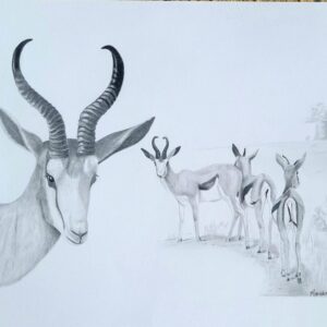 Boundless Grace: Springboks at Dawn