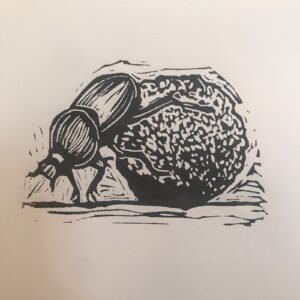 Dung Beetle