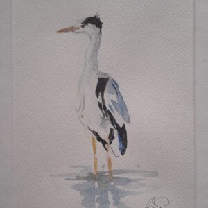 Grey Heron 1
