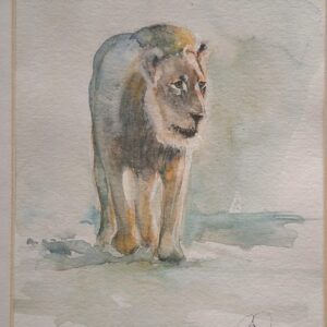 Lion 1