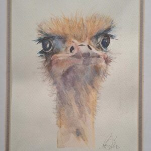 Ostrich