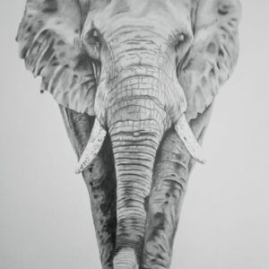 The Elephant