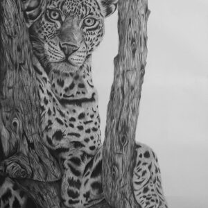 The Silent Spotted Stalker