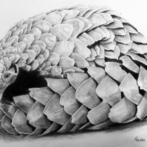 Stolen from the Wild