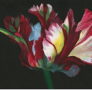 Dancing Parrot Tulip