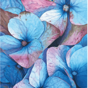 Hydrangeas