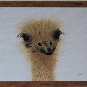 Ostrich 1