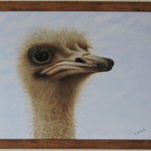 Ostrich 3