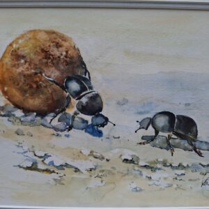 Dung Beetles