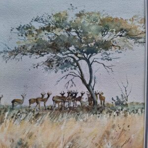 Springbok in the shade