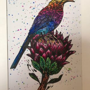 Colourful Cape Sun Bird