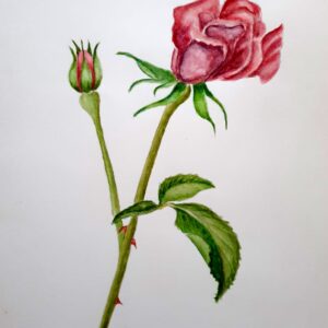 Rose Elegante