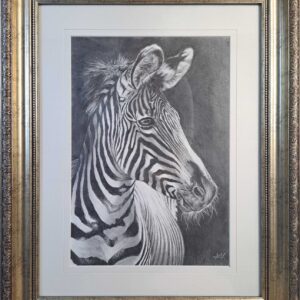 Grevy Zebra