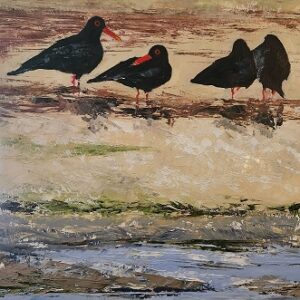 Oyster catchers