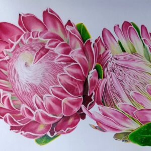 Proteas of South-Africa