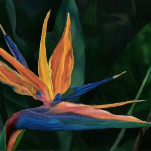 Strelitzia Magic