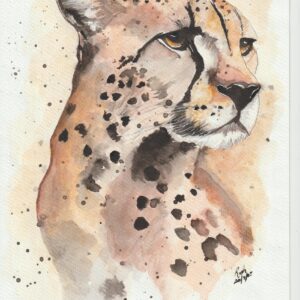 Cheetah