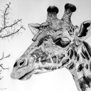 Between Acacia and Sky