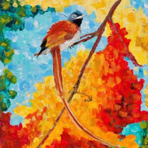 African Paradise Fly Catcher