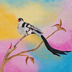 Pin Tailed Whydah
