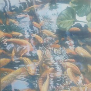 Koi Reflections