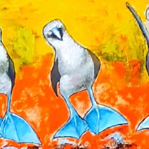 Galapagos Calypso