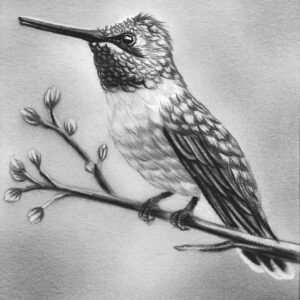 Hummingbird