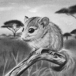 African Pygmy Squirrel