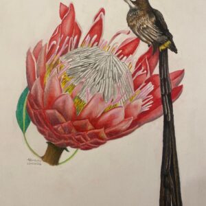 Crowned in Fynbos