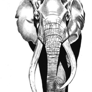 Elephant 2