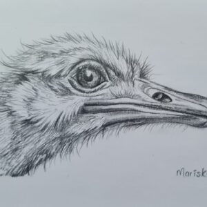 Feathers and Opinions