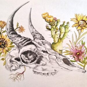 Karoo Skull and Plant