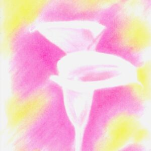 Lilies - Pink