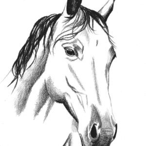 Line Art Horse 2
