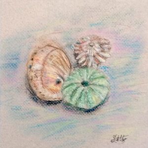Sea Shells