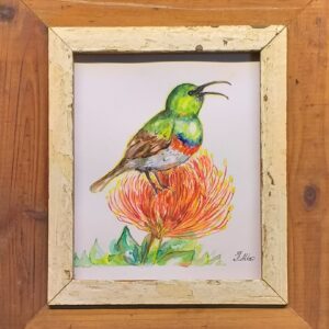 Sunbird