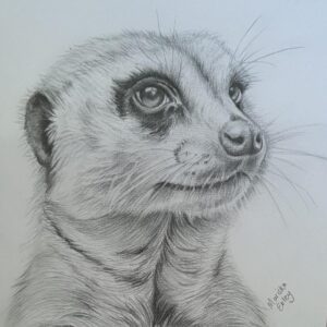 The Curious Soul