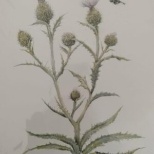 Bull Thistle A3