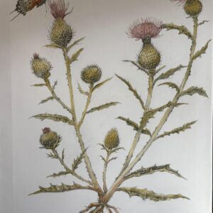 Bull Thistle