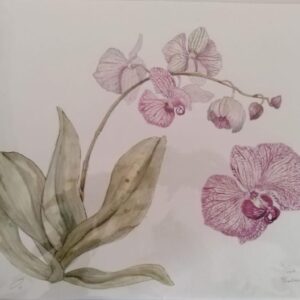 Ink Orchid