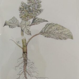 Redroot Pigweed #2